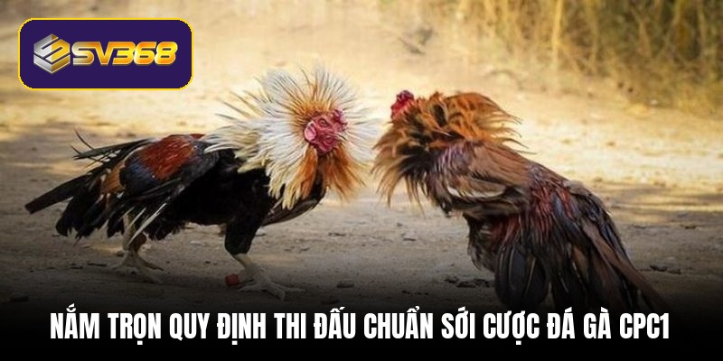 nam-tron-quy-dinh-thi-dau-chuan-soi-cuoc-da-ga-cpc1