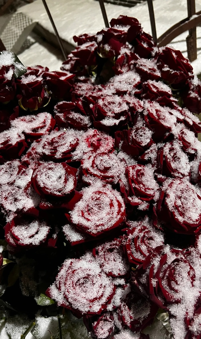 ảnh bó hoa buồn