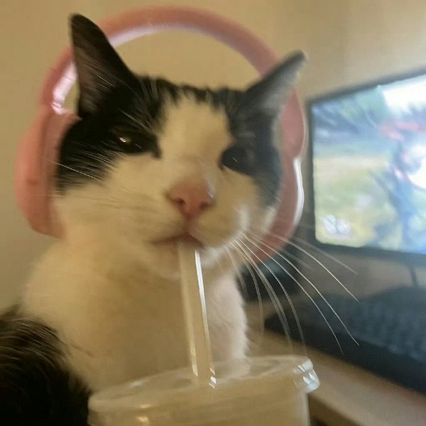 avatar đôi vô tri 17