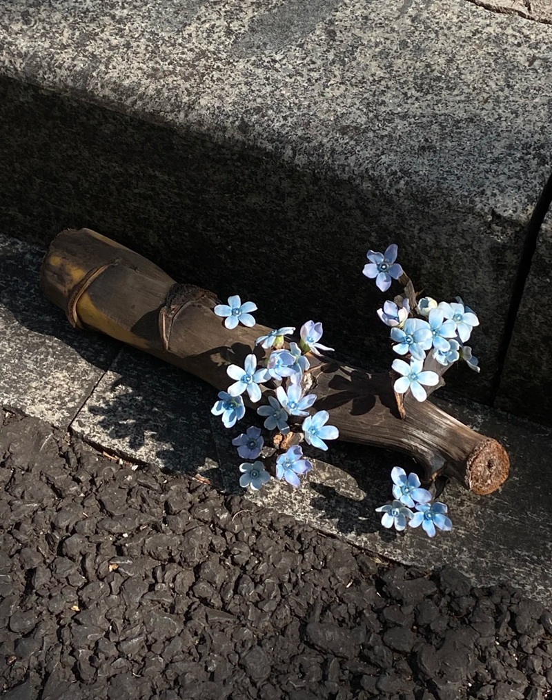 hình ảnh hoa buồn cô đơn 1