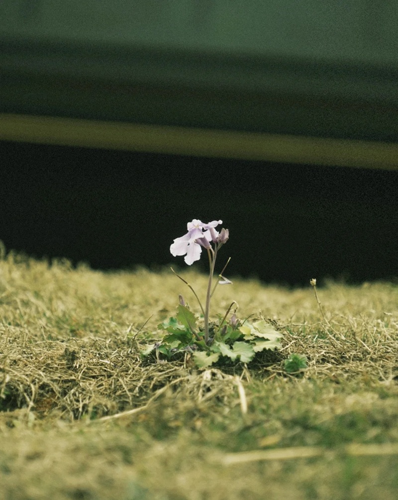 hình ảnh hoa buồn cô đơn 10