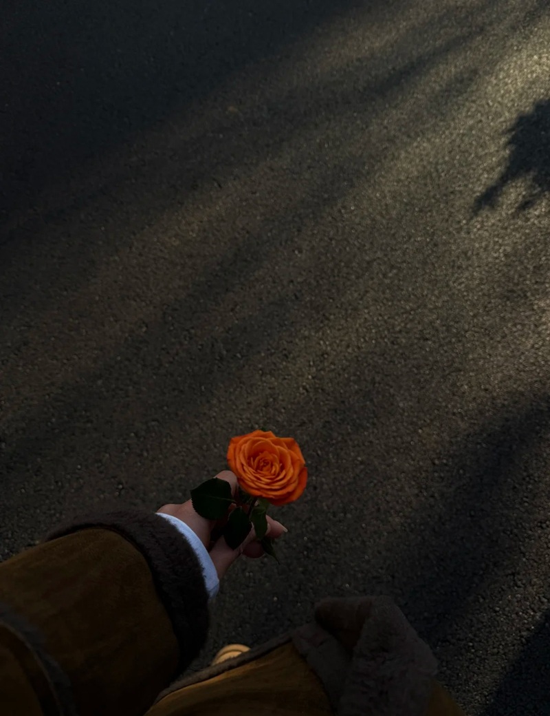 hình ảnh hoa buồn cô đơn 12