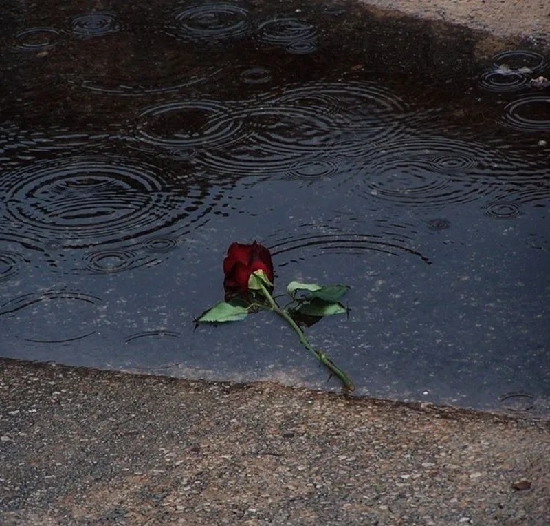 hình ảnh hoa buồn cô đơn 13