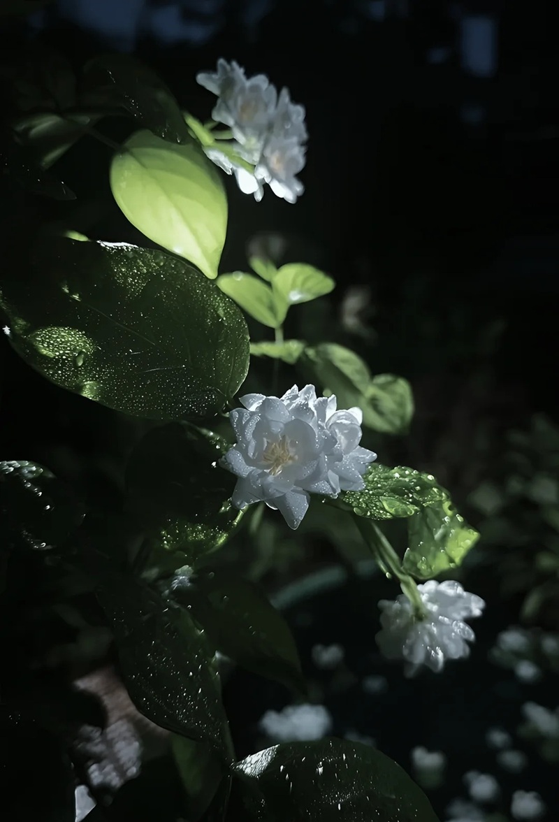 hình ảnh hoa buồn cô đơn 14