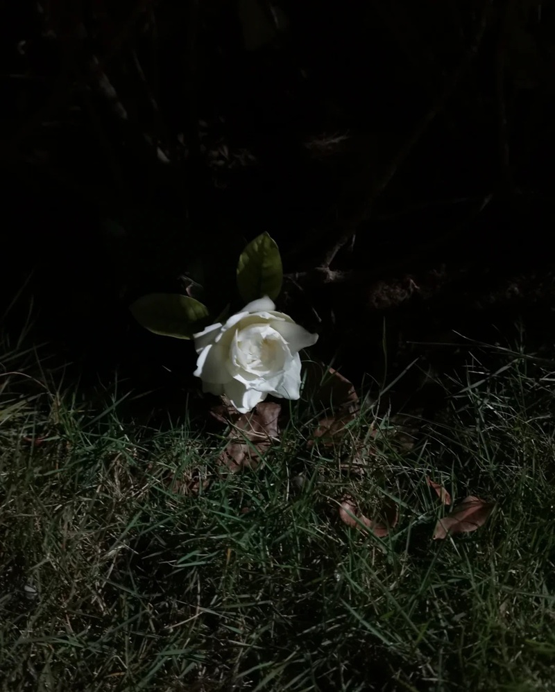 hình ảnh hoa buồn cô đơn 18