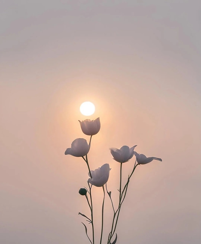 hình ảnh hoa buồn cô đơn 19