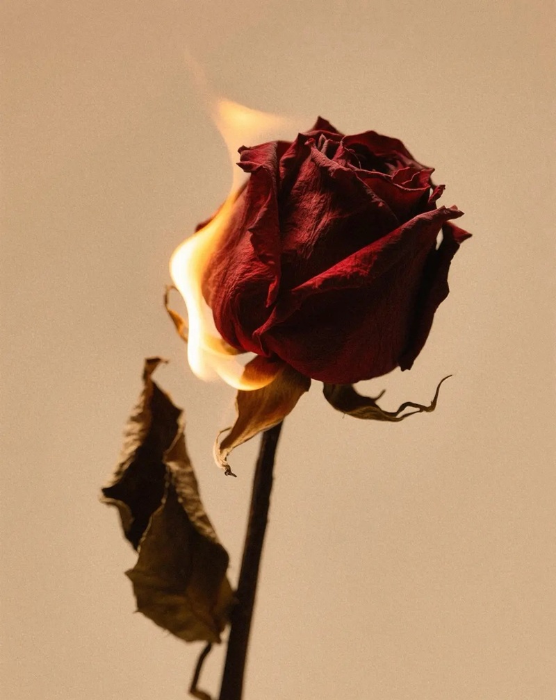 hình ảnh hoa buồn cô đơn 26