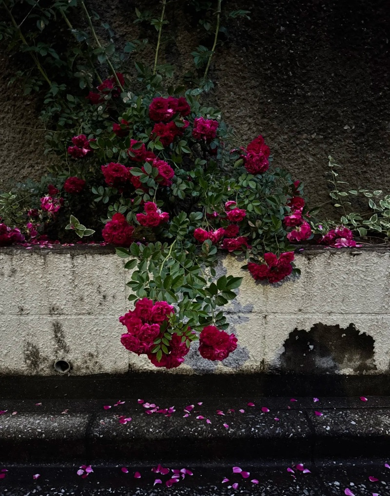 hình ảnh hoa buồn cô đơn 30