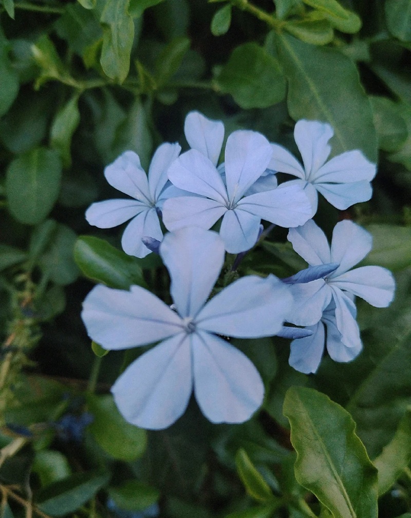 hình ảnh hoa buồn cô đơn 5