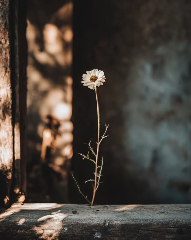 hình ảnh hoa buồn cô đơn 8