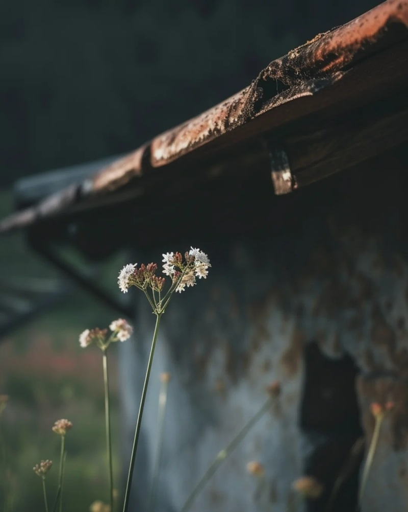 hình ảnh hoa buồn cô đơn 9